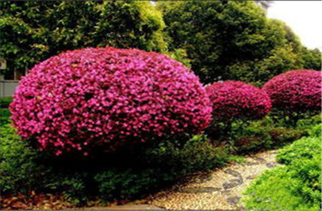 红檵木有多少种品种,红檵木优点缺点