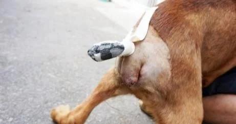 一个半月的泰迪狗狗还可以断尾吗,泰迪断尾和贵宾断尾