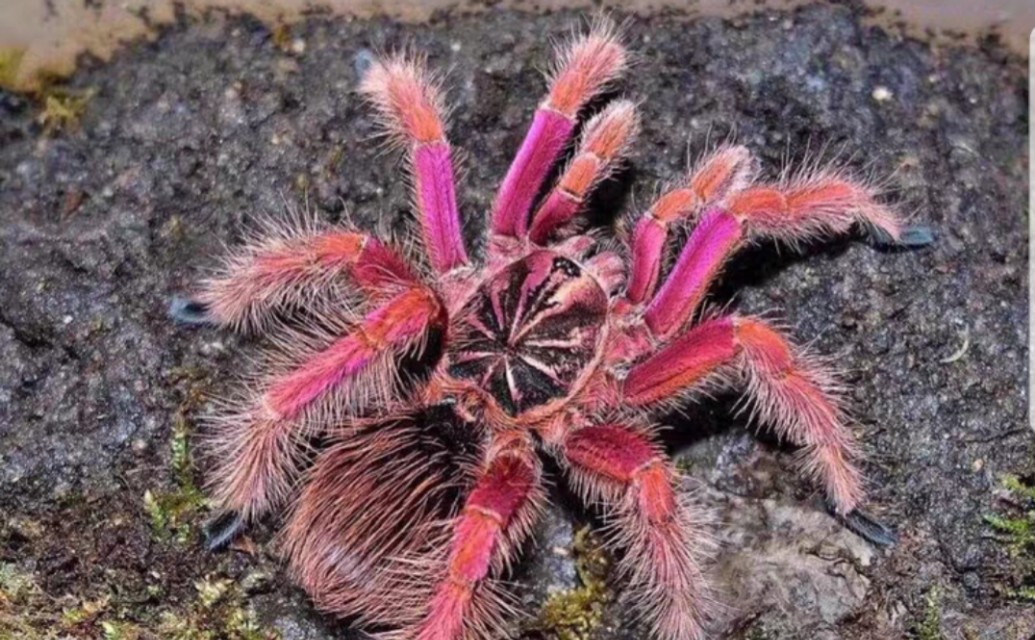 捕鸟蛛饲养条件,捕鸟蛛饲养事项