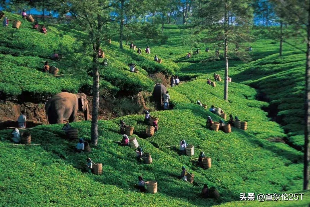 斯里兰卡努沃埃利耶小镇,斯里兰卡努沃勒埃利耶茶厂