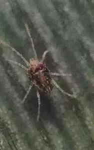 最佳的防治害虫的技术方法,种实害虫常见种类及防治方法