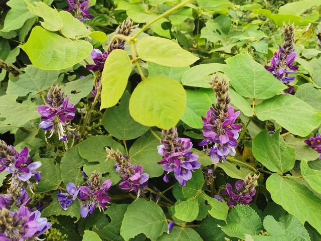 每日中药葛根,中药葛根图片