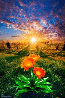 几十张绝美的图,绝美花的倒影100张图片