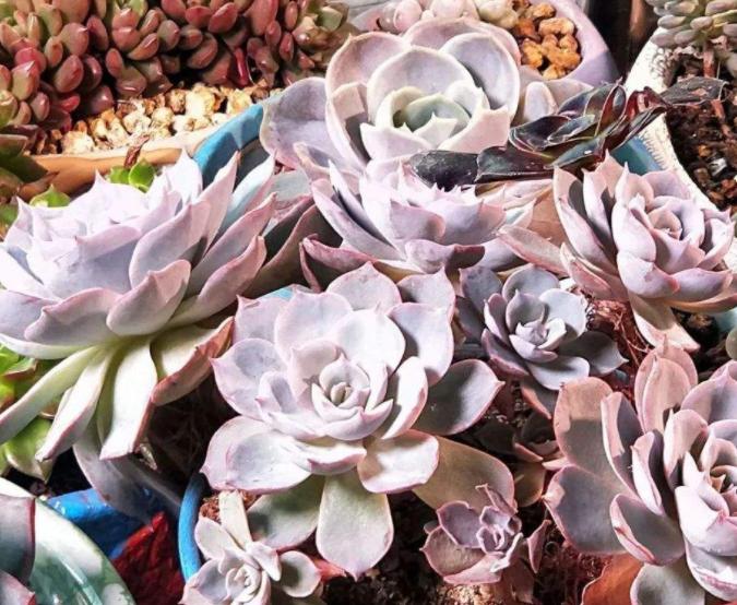 多肉蓝石莲叶片蔫蔫的是怎么回事,给蓝石莲多肉施肥施多了会怎么样