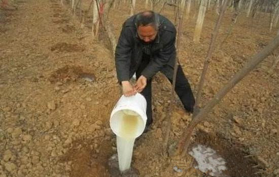 五步走防治果树根腐病