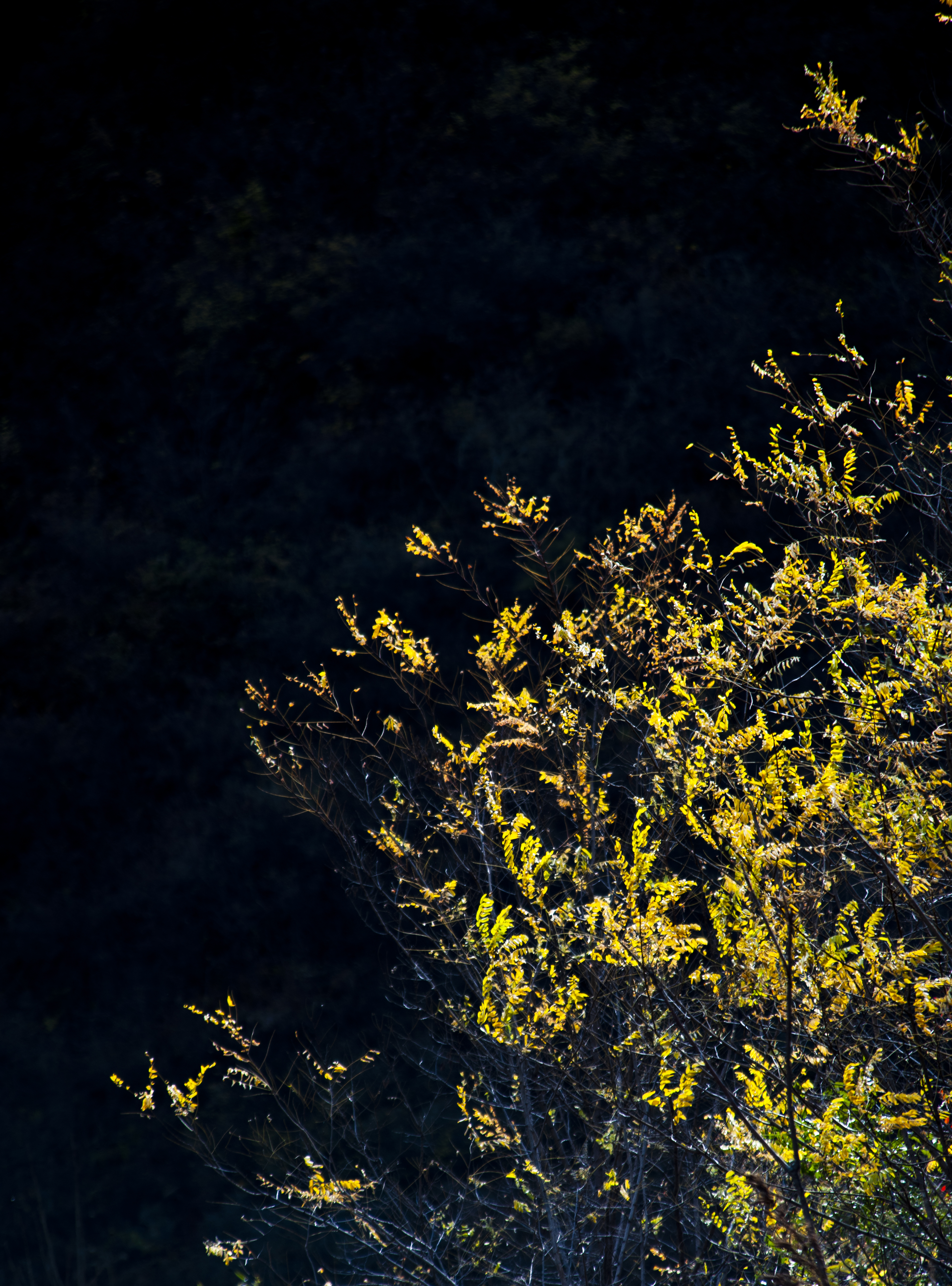 晚秋太行龙纹,晚秋太行红叶