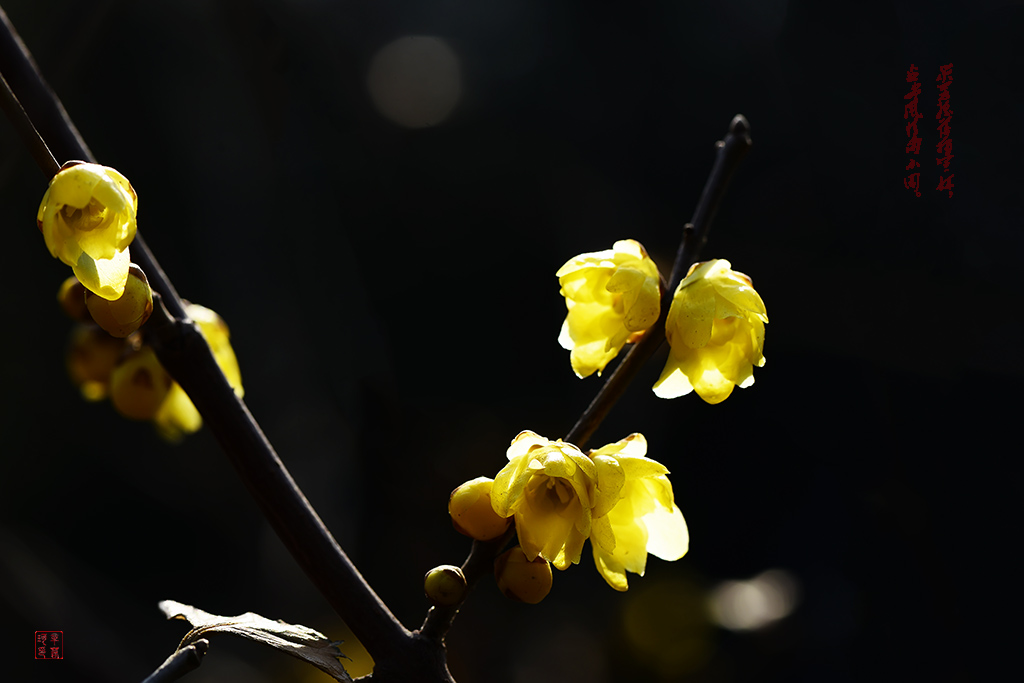 腊梅花有什么特点和作用,什么样的腊梅花好