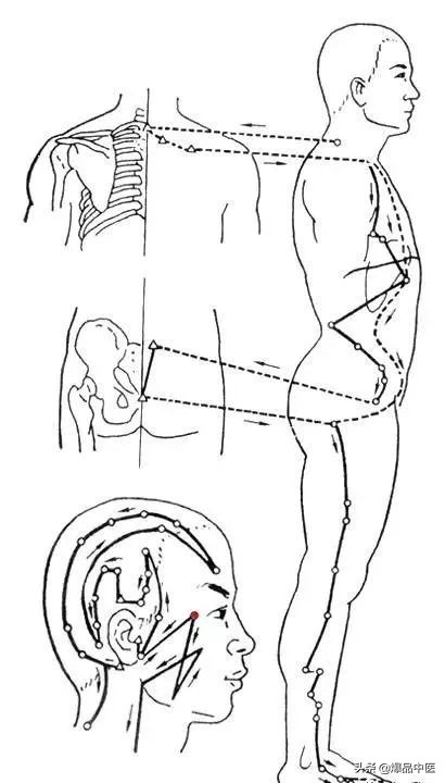 十二经筋连接动态图,十二经筋的图解