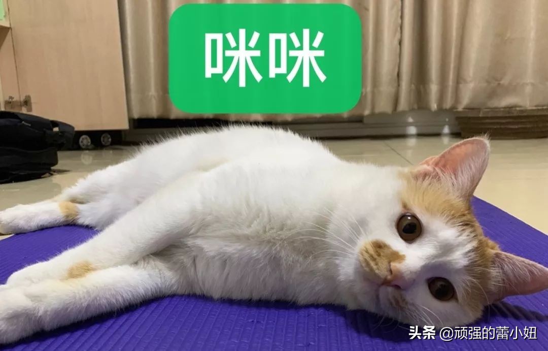 女生喜欢猫该怎么聊天,猫交往的正确姿势