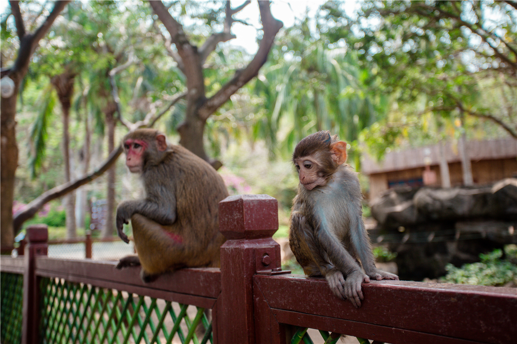 海南必玩猴岛与呆呆丨看萌呆猕猴,呆呆岛发呆
