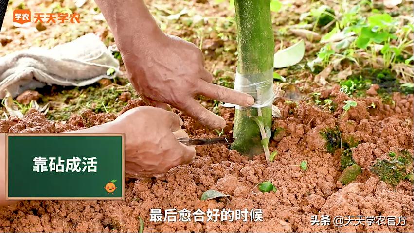 神奇“靠砧”术！轻松提升产量、降低成本！操作成功秘诀在这里