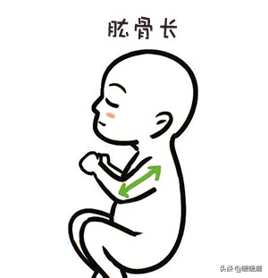 怎么判断胎儿腹围大小图解,怎么判断胎儿双顶径大