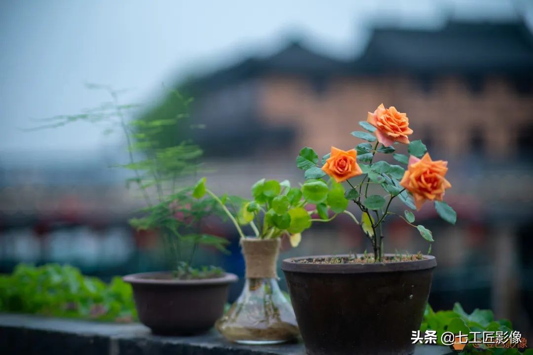 七工匠75mmf1.25夜神人像镜头,七工匠75mmf1.25参数