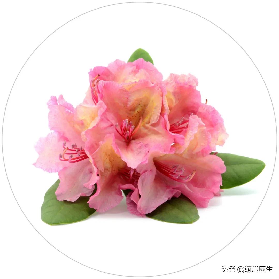 家有萌猫，千万别养这些花草！！