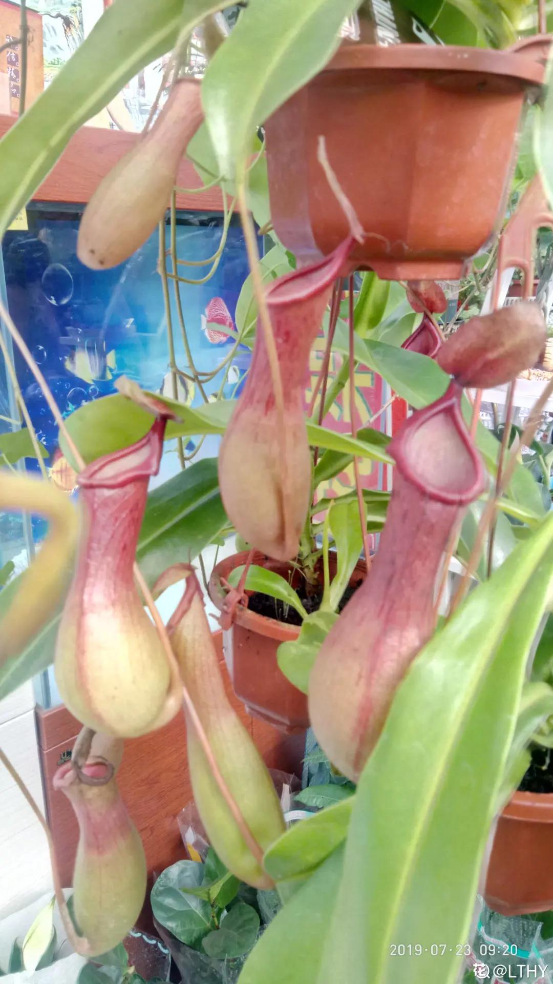 花盆里的小黑飞苍蝇怎么处理,家里养什么花最容易生小黑飞虫