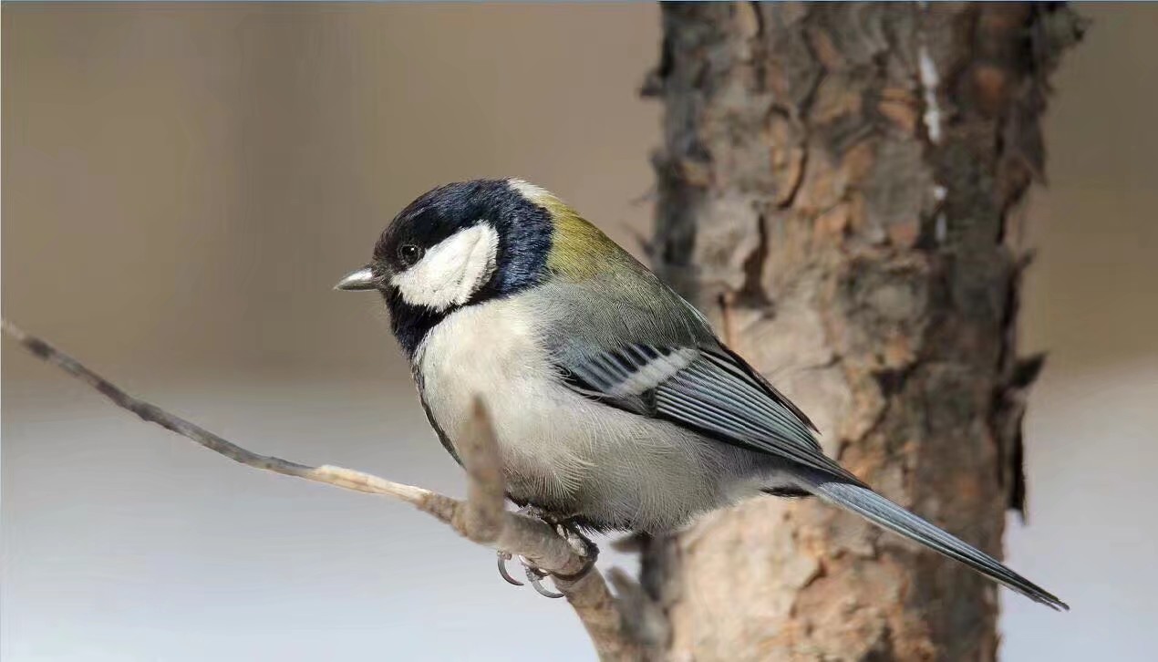 伊春市林区今昔对比,伊春六七十年代林区林场