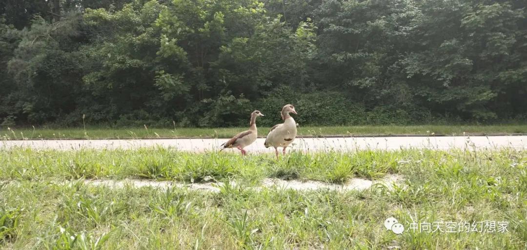 荷兰著名旅游城市,欧洲荷兰小镇旅行
