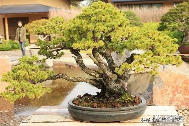 松树在水旱丛林盆景创作中的运用 (松树丛林盆景经典之作)