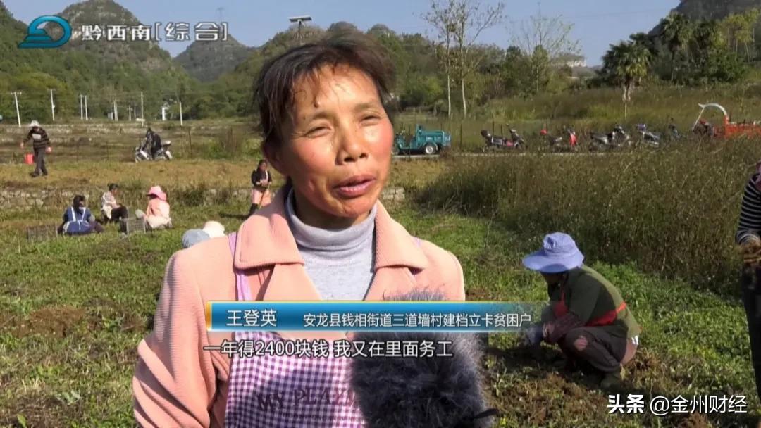 「财富故事」安龙：5000亩白及喜获丰收亩产达6000斤