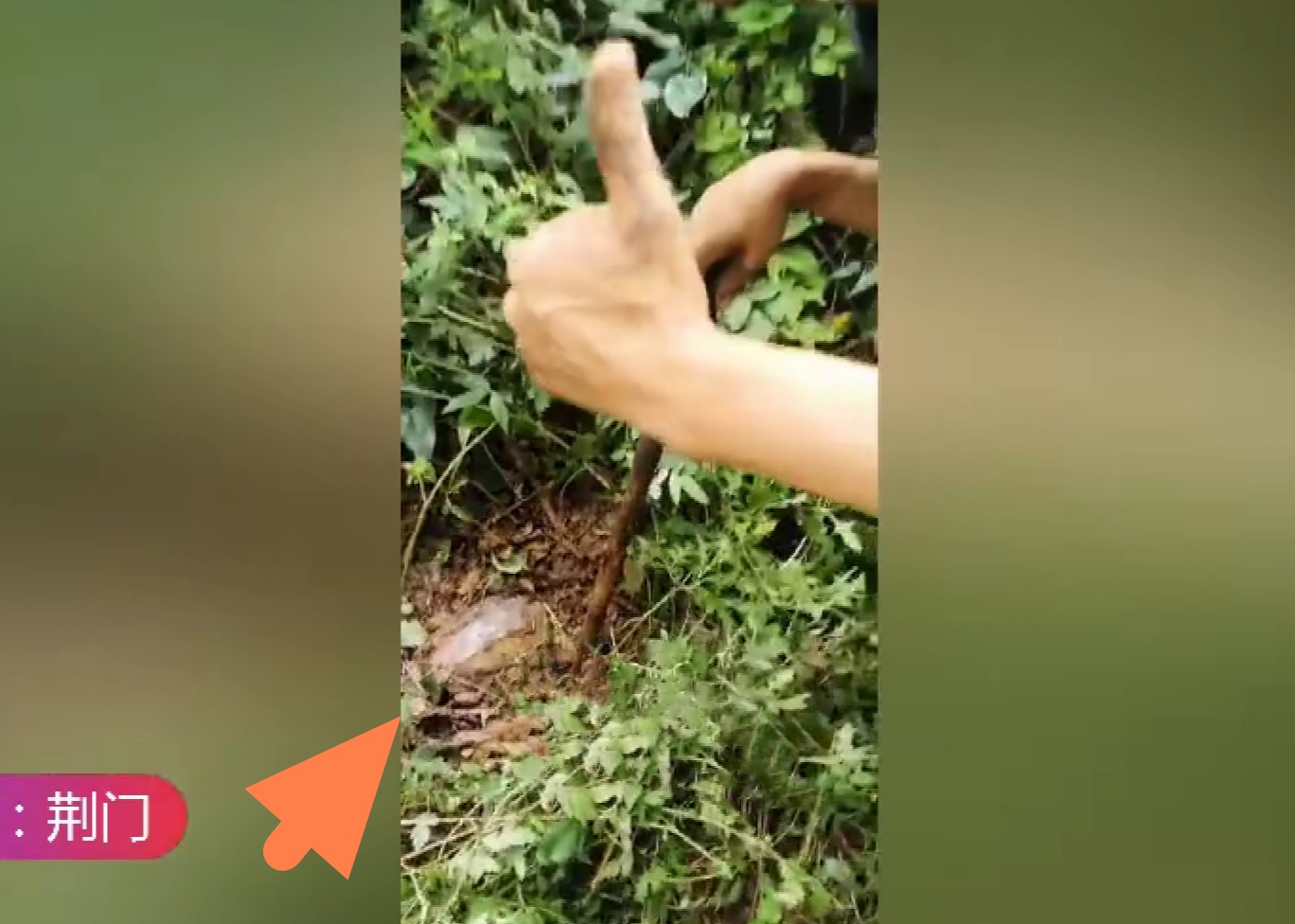 洪水侵袭,湖北荆门稻田里乌龟密密麻麻,当地老乡:发财了