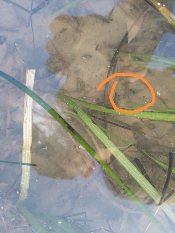 赶海挖蛏子找蛏子眼,想赶海捡贝壳海螺