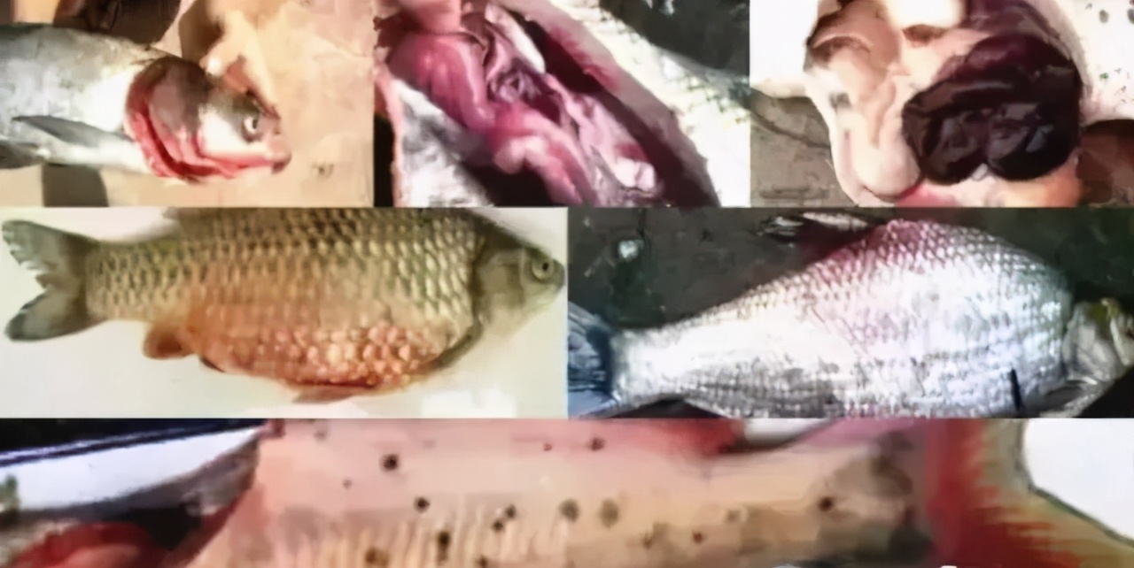 流水养鱼水霉病的鱼怎么治疗,鱼出血病和败血病