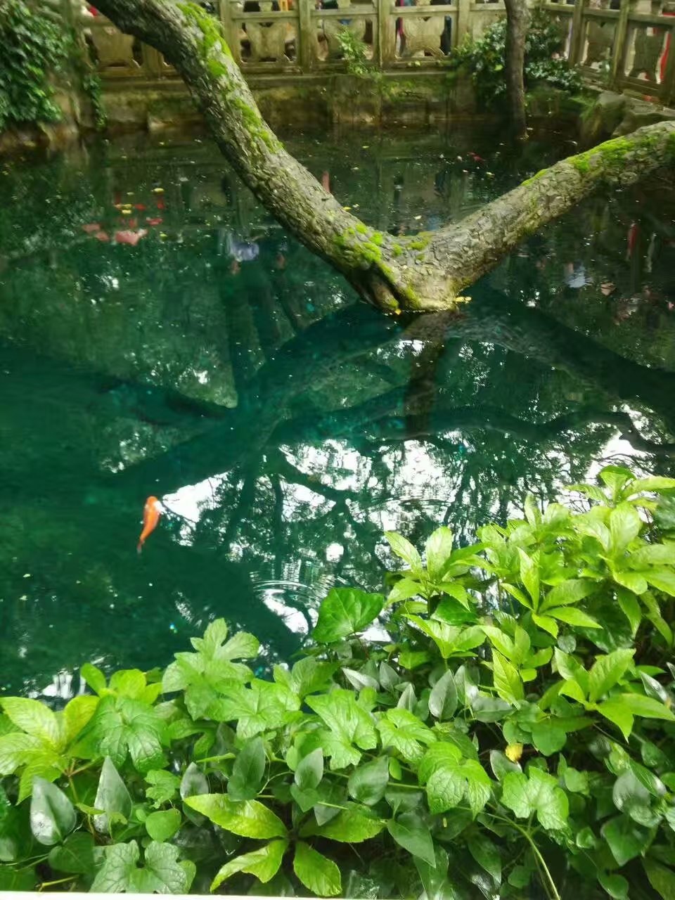 云南贵州之旅,云南蝴蝶泉之游