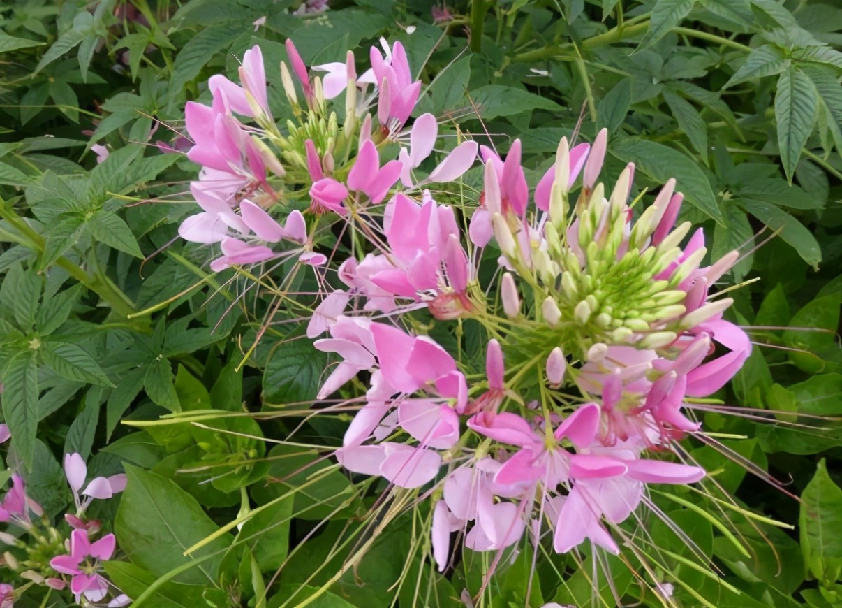 4种花深受花友喜欢,4种花超爱开花好养漂亮