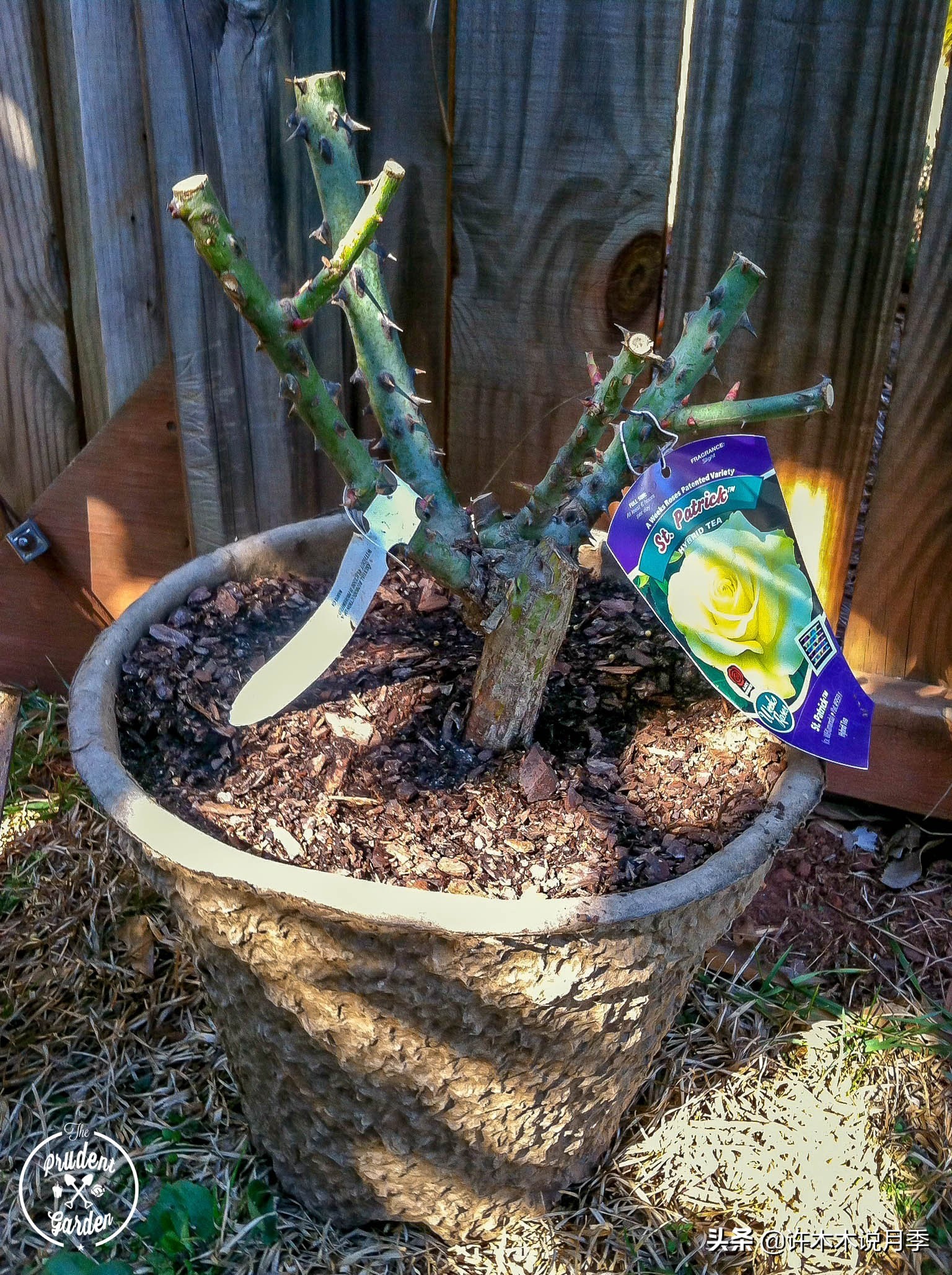 月季花苗怎么种不活,月季盆栽的种植方法和注意事项