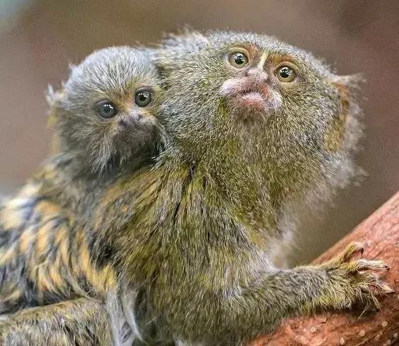 猴子72变图片,看看猴子