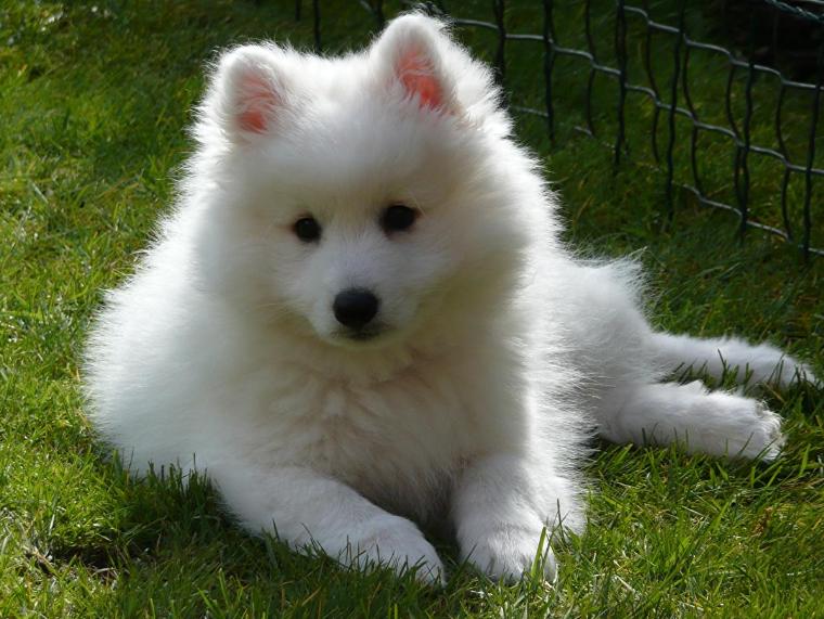 性格好的狗狗排行榜,公认脾气最好的六只狗狗