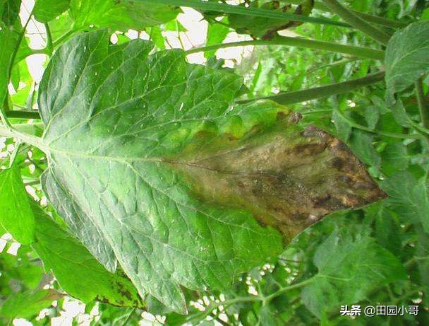 西红柿灰霉病识别与防治,西红柿晚疫病和灰霉病区别和用药