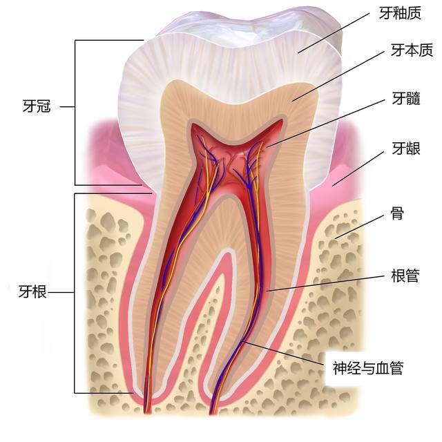 牙周病到最后牙齿都一定掉光吗,牙齿有牙周病怎么治疗