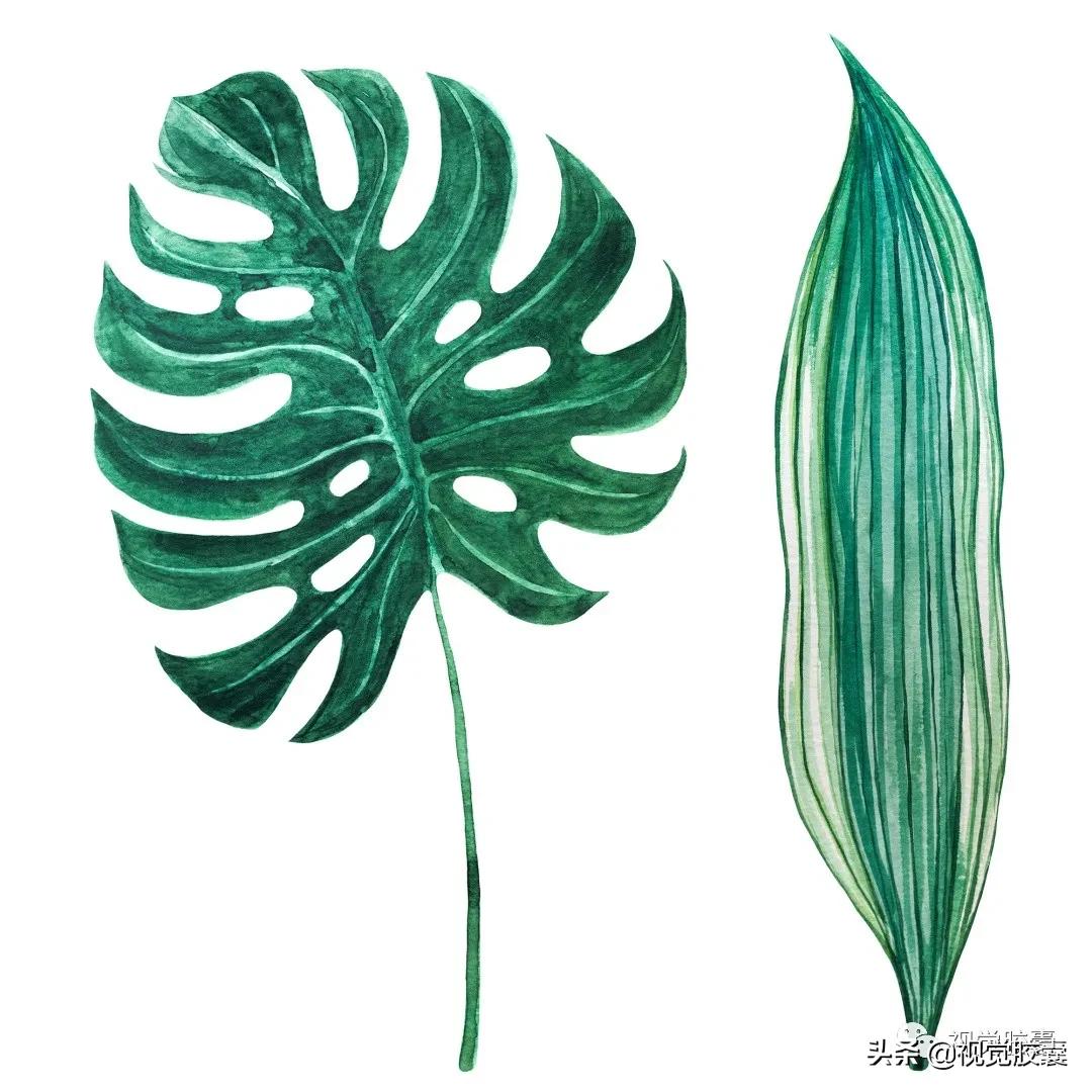 乡村蔬菜大棚的设计,蔬菜精美设计图片