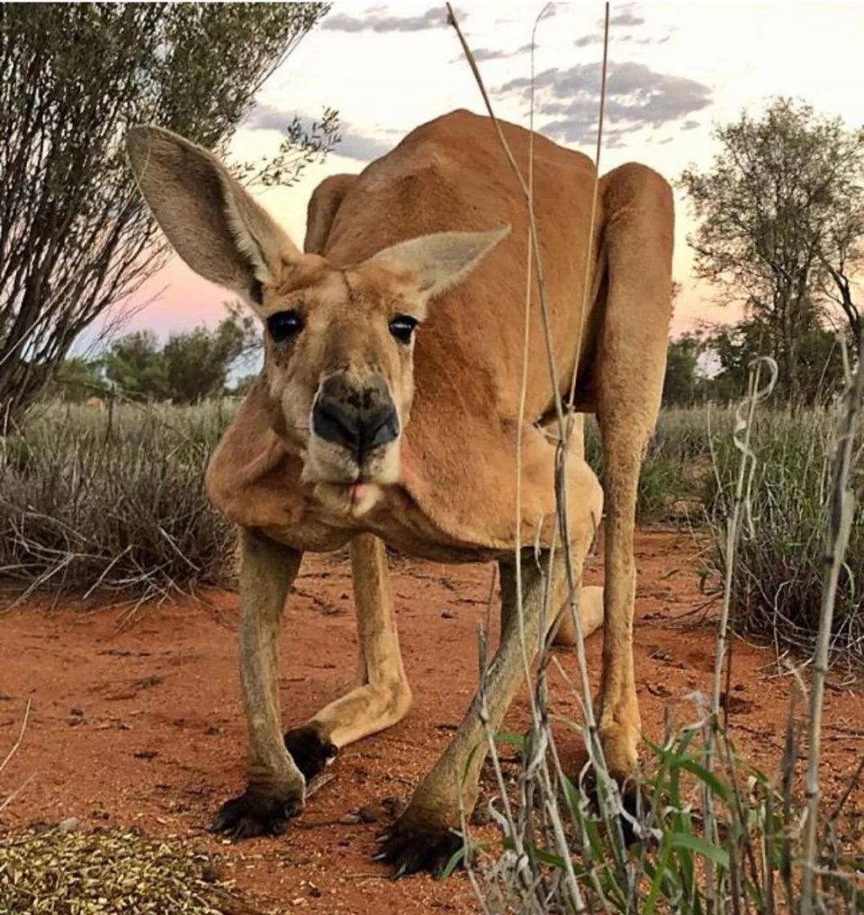 澳洲网红袋鼠去世,网红袋鼠离世