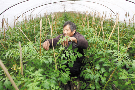 番茄灰叶斑病用哪种杀菌剂,番茄白粉病和灰叶斑病用什么药