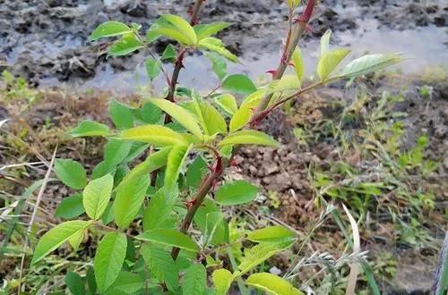 满身是刺的野果,满身是刺的人卸下了伪装