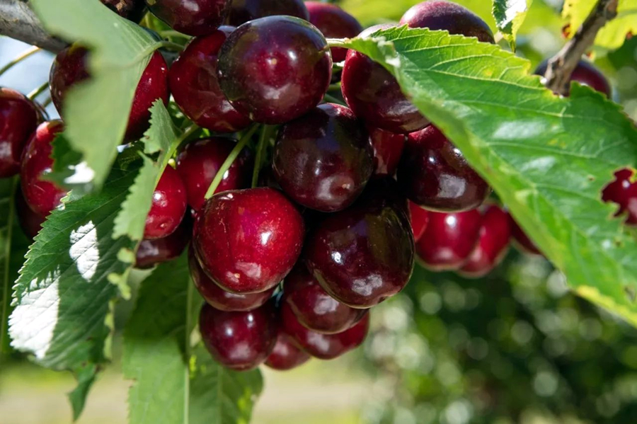 樱花和小樱桃的区别,车厘子樱桃和樱花的区别