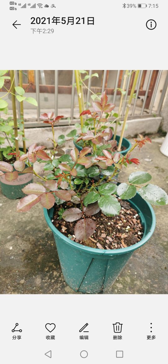 优秀月季品种推荐,正宗佛罗伦蒂娜月季