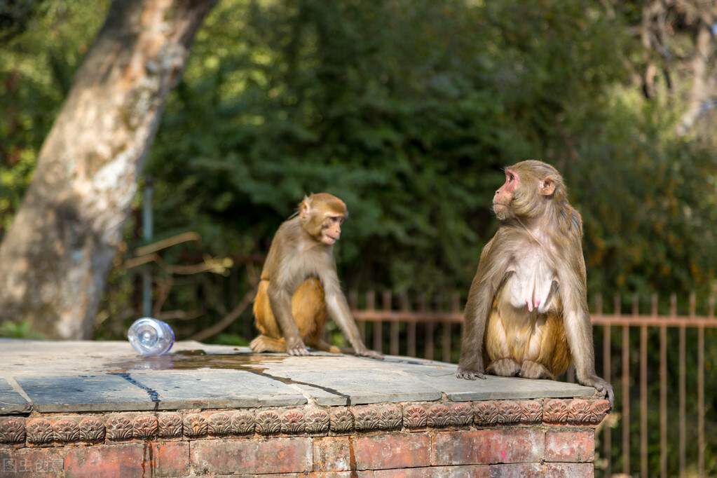 猴年马月出自哪个典故,猴年马月的故事啥意思