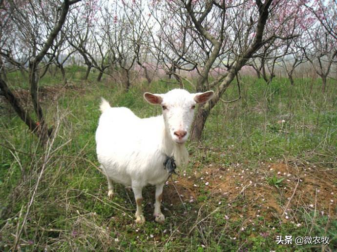 怀孕四个月的母羊有什么症状,母羊怀孕一定要注意哪几点