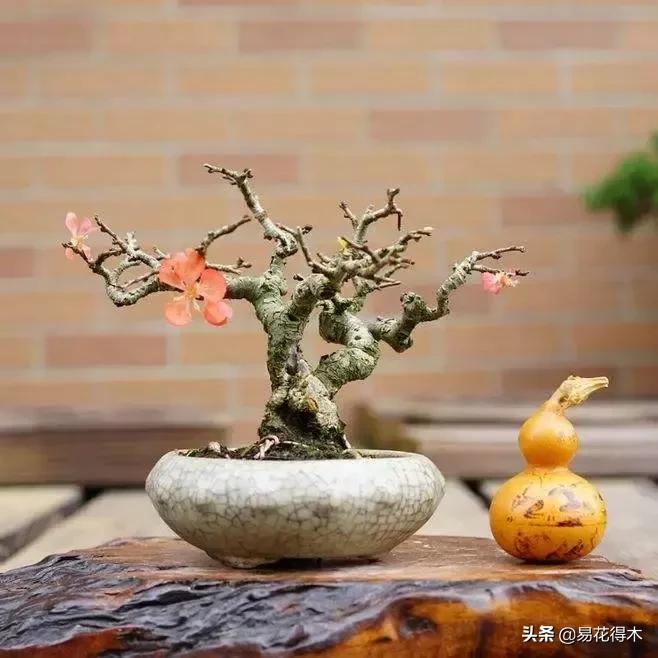 日本长寿梅欣赏,日本长寿梅盆景枝条养护