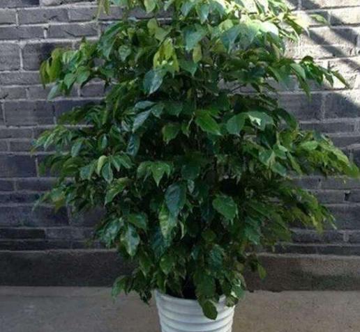 如何救活花卉,干枯的花木怎么救活