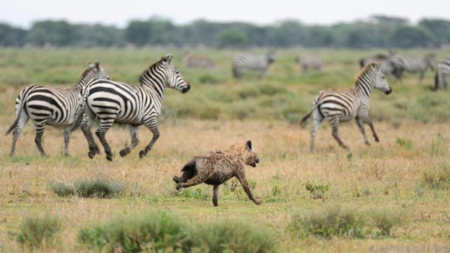 草原二当家鬣狗,草原二当家