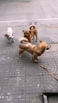 稀奇罕见的狗,很常见的罕见狗