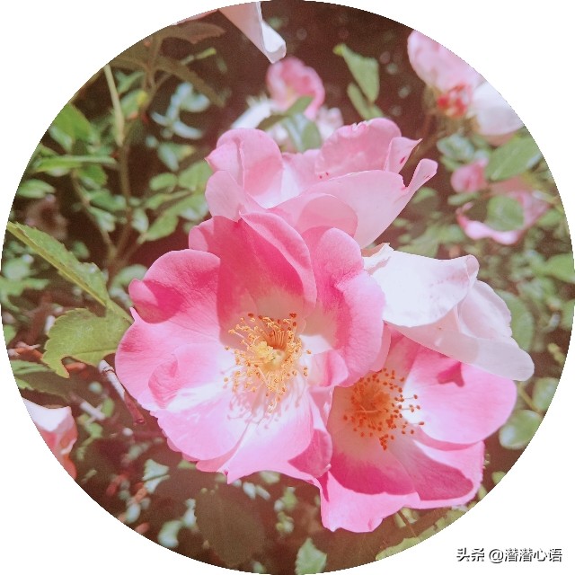 学习ACT六大核心治疗过程