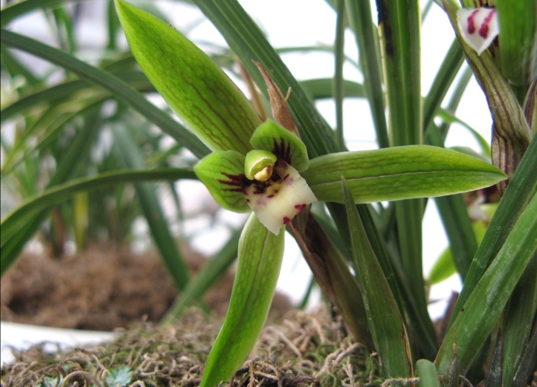 新手养兰花最好的方法,详解兰花的养护小技巧