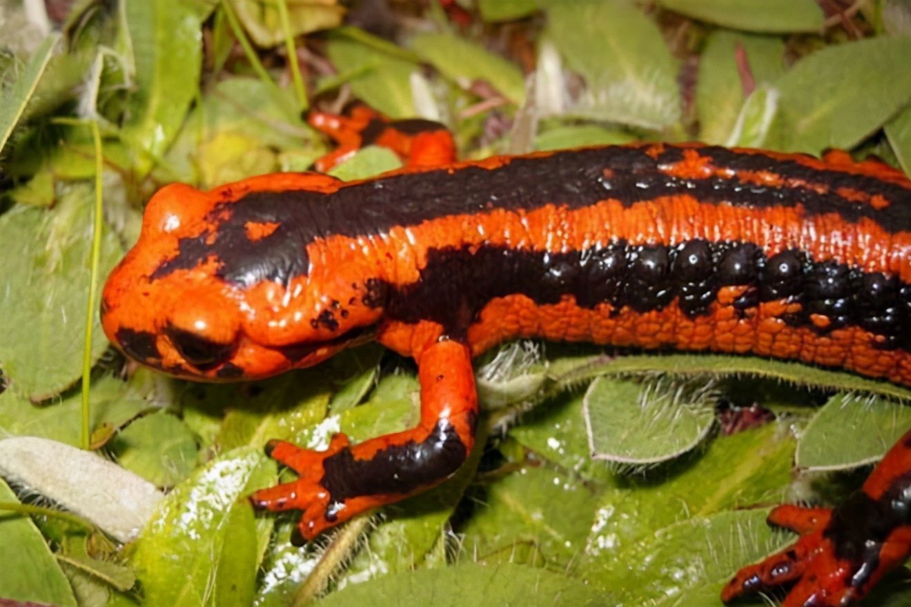 喷射毒液的动物都有什么,喷射毒液的昆虫