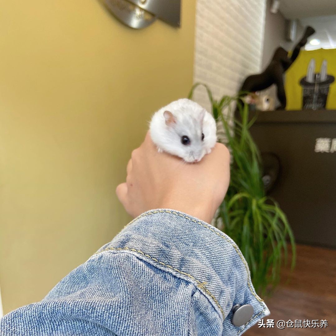 胆小仓鼠,仓鼠胆小一直躲在角落