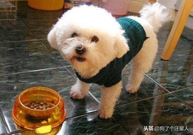 比熊犬可以不吃狗粮吗,比熊犬忽然不爱吃狗粮怎么办呢